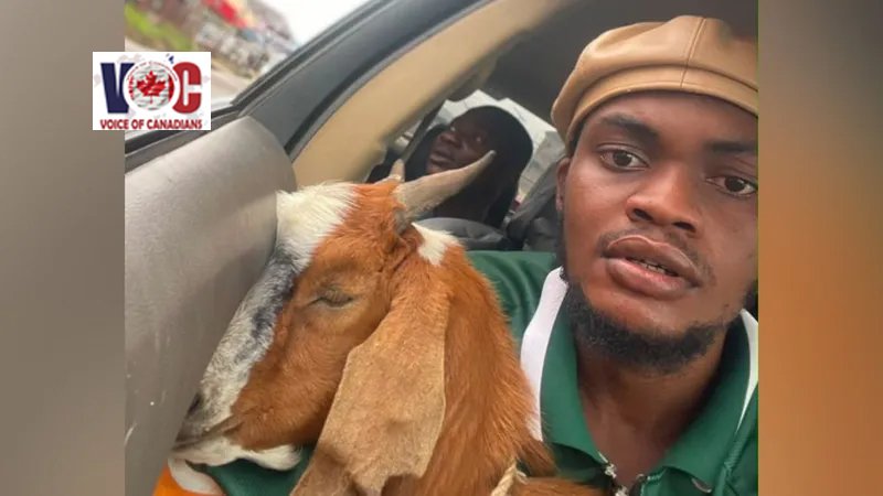 The goat is now a celebrity – how this graduation gift went viral